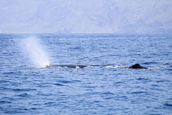 Madeira Dolphin & Whale Watching Tour - Common Questions