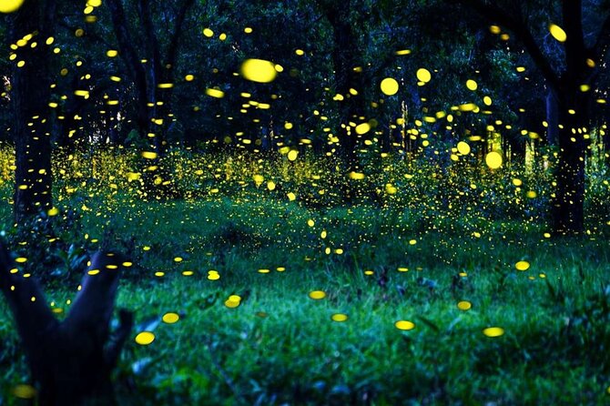 Magical Fireflies Tour - Additional Information