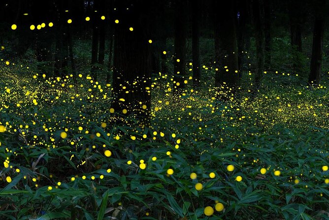 Magical Fireflies Tour - Additional Tour Information