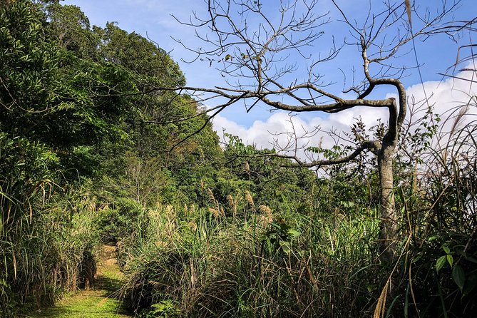 Magical Forest Trail(Departure With 4 Ppl.) - The Sum Up