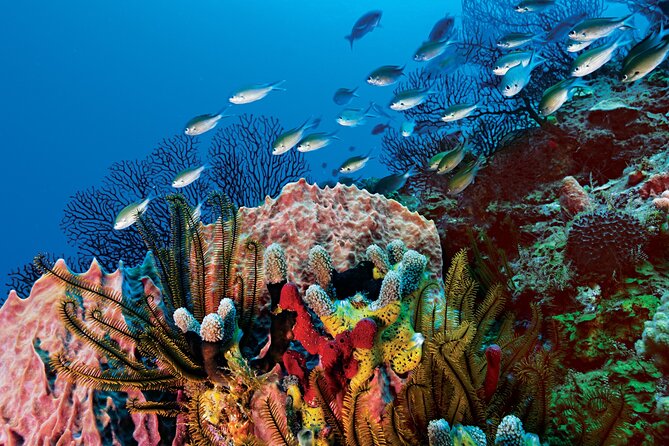 Mahahual Scuba Diving: 2-Tank Reef Dive  - Costa Maya - Dive Experience