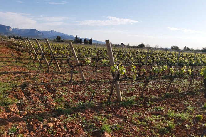 Mallorca Bodega Tour With Olive Oil & Wine Tastings (Half Day) - Wine Making Process