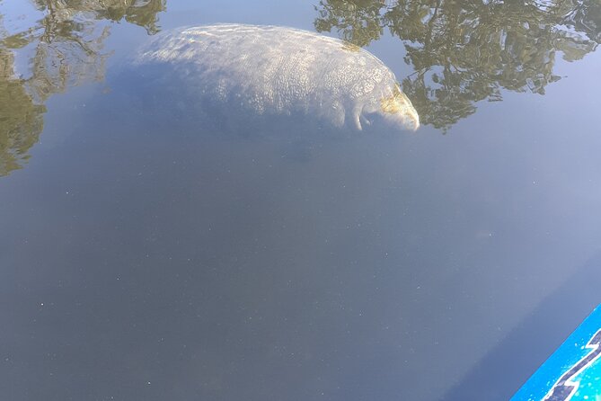 Manatee Kayak Encounter - Unique Kayaking Experience