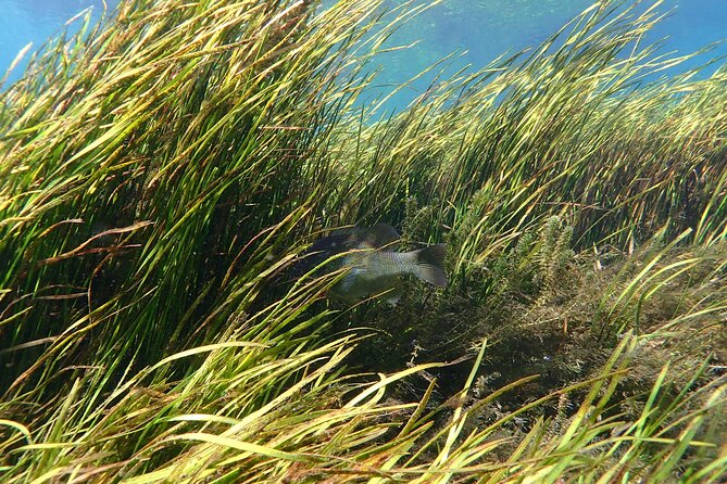 Manatees and Rainbow River by SCUBA or Snorkel - Wildlife Spotting in Rainbow River