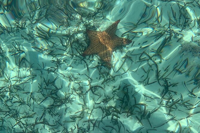 Mangrove Clear Kayak Tour - Common Questions