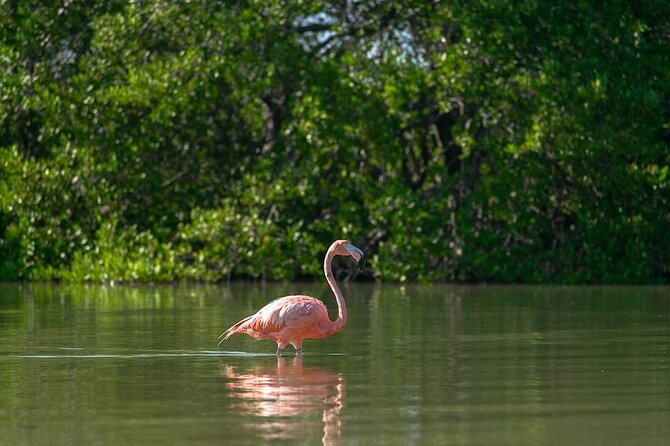 Mangroves Paddling Tour and Sunset - Directions