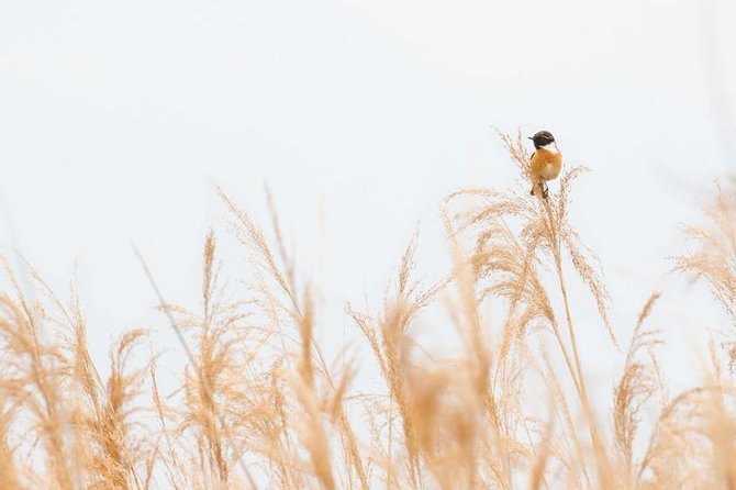 Marais De Sionnet: Private Bird Watching and Photography Trip  - Switzerland - Cancellation Policy