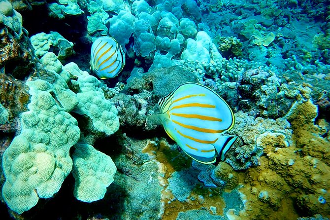 Marine Biologist Guided Snorkel Tour From Shore With Photos - Common Questions