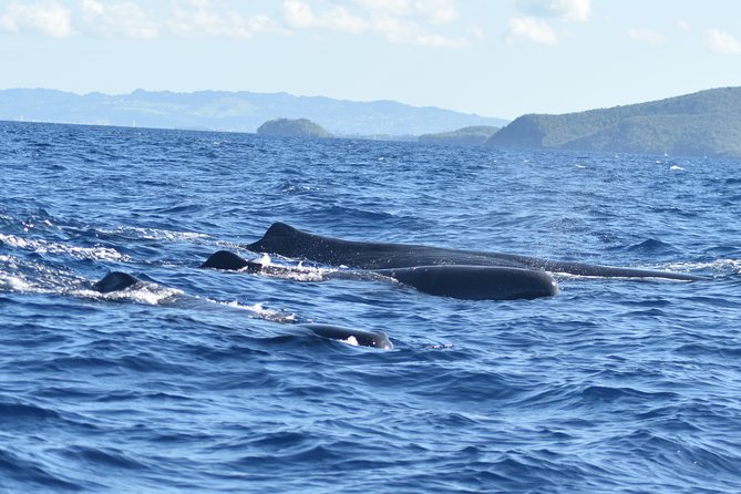 Martinique Small-Group Half-Day Dolphin Watching Tour - Background
