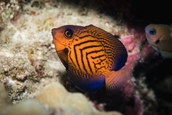 Maui Night Certified Scuba Diving Tour From Lahaina - Common Questions