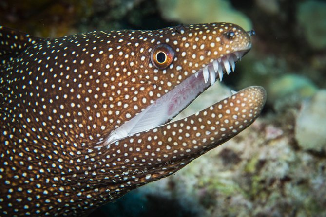 Maui Scuba Diving Introductory Lesson From Lahaina - Positive Reviews