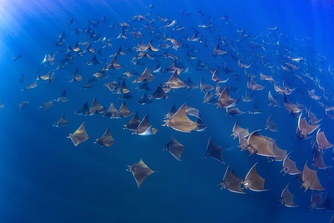 Mobula Ray Ocean Safari Day Trip - Reviews and Pricing