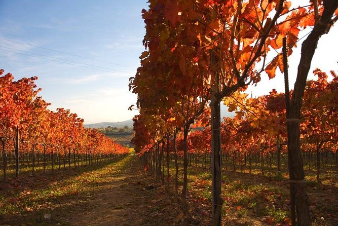 Montefalco: Winery and Oil Mill Tour in With Light Lunch - Pricing and Booking Information