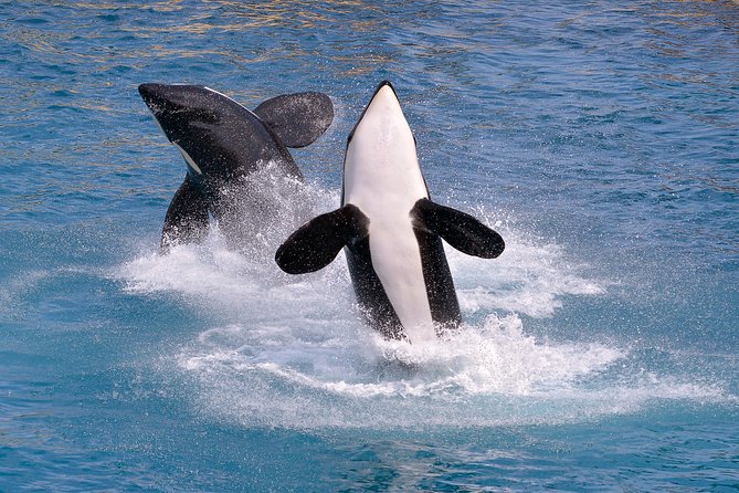 Monterey Bay Whale Watching - The Sum Up