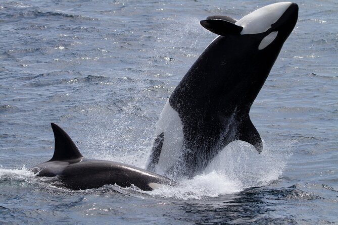 Monterey Whale Watching Tour - Directions