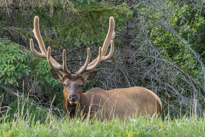 Morning Jasper National Park Wildlife Tour - Wildlife Sightings and Tour Experience