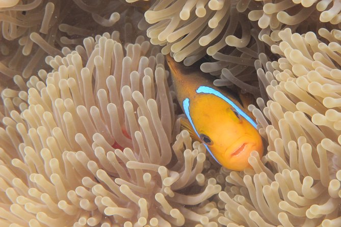 Morning Snorkeling Shared Boat Tour in Bora Bora - Cancellation Policy