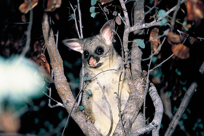 Natural Bridge Glow Worm Night Tour From Gold Coast - Common Questions