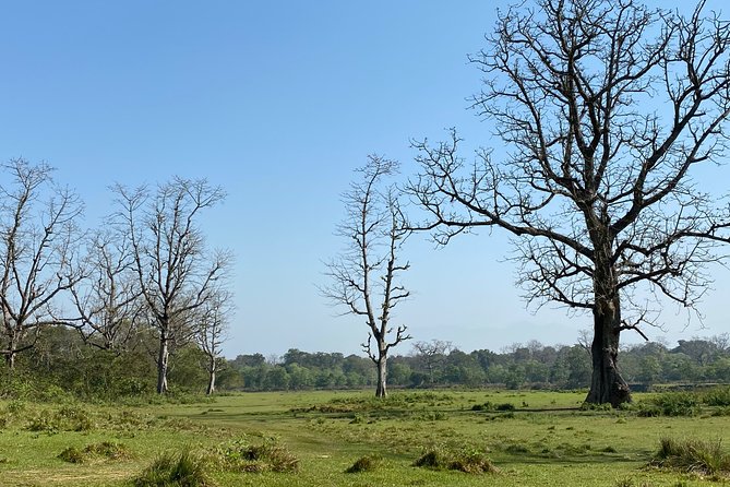 Nature Walk in Chitwan Jungle Safari With Guide - Safety Tips for the Jungle Safari