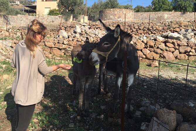 Naxos Villages Food Tour - Suggestions for Improvement