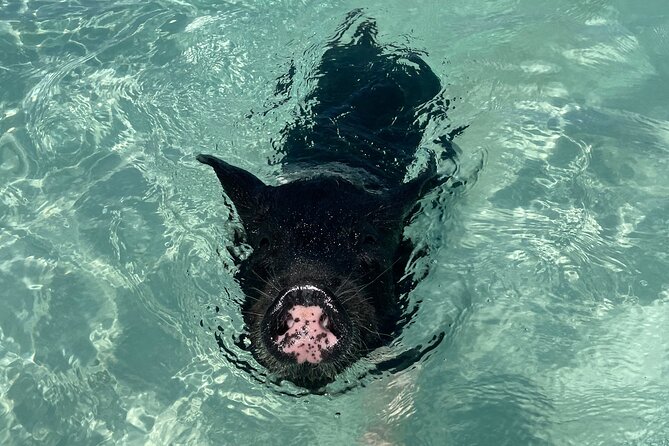 New Providence Small-Group Island, Swimming Pigs, Turtle Tour  - New Providence Island - Common Questions