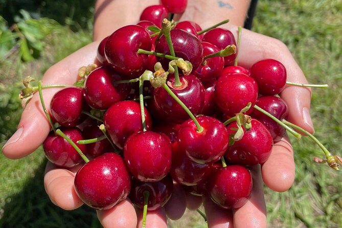 New South Wales Cherry Picking Tour - Frequently Asked Questions