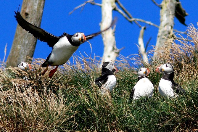 Newfoundland Puffin and Whale Watch Cruise - Directions