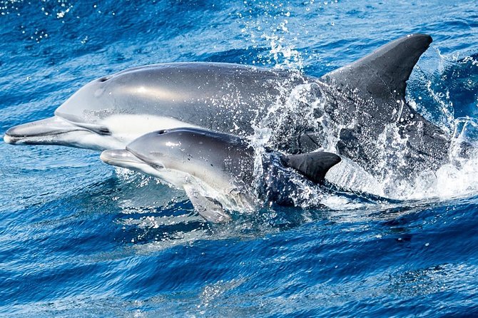 Newport Beach Whale and Dolphin Watching Cruise - Traveler Reviews