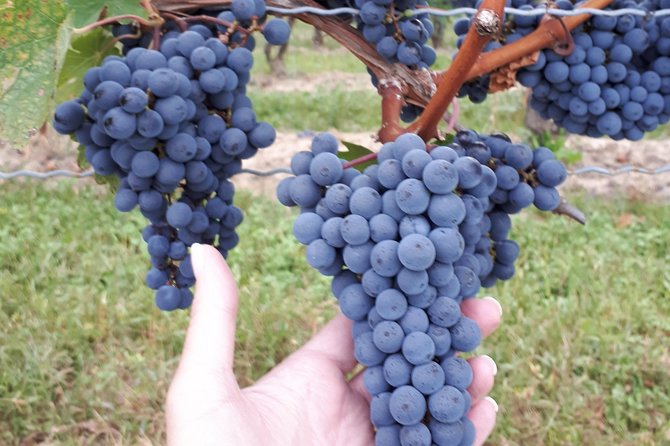 Niagara-On-The-Lake Wine Aft Tour With Cheese From Niagara Falls - Inclusions