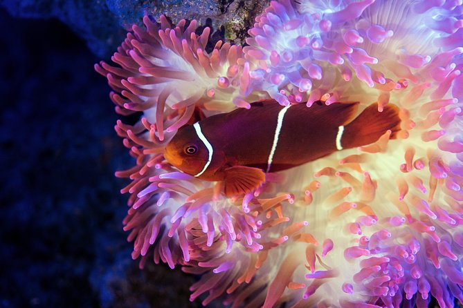 Night at the Aquarium Tour & 2 Course Dinner - Pricing and Inclusions