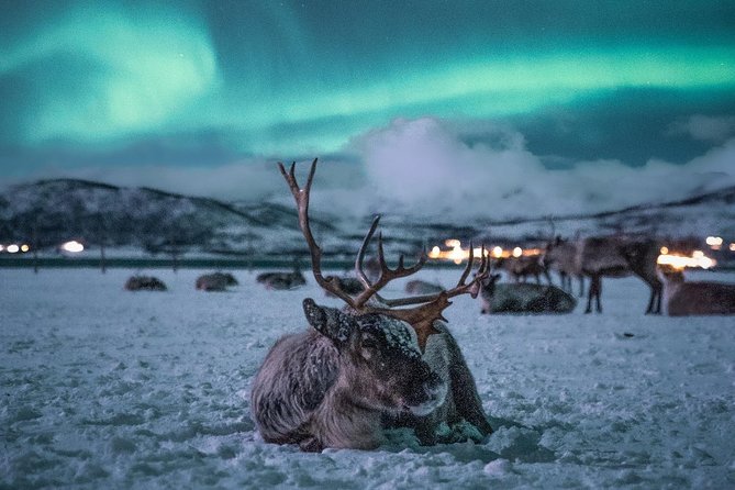 Night Reindeer Sledding With Camp Dinner and Chance of Northern Lights - Visitor Experiences