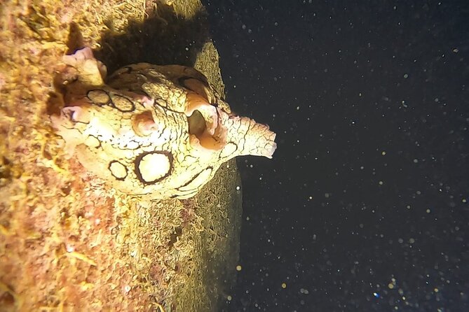 Night Snorkeling in Flamingo Beach Las Palmas - Start Time, End Point, and Additional Information