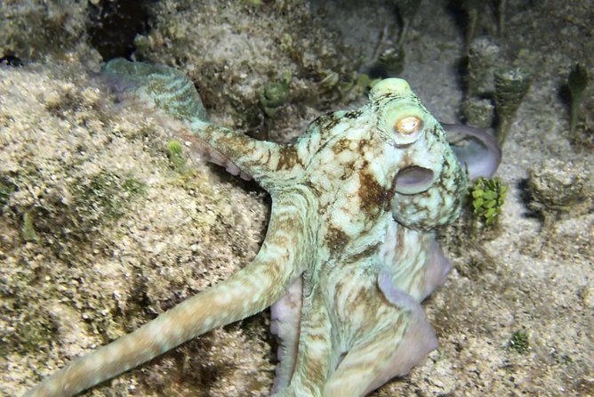 Night Snorkeling - Observation of Octopus and Other Species - Accessibility and Transportation