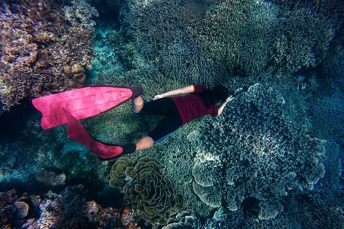 Night-Time Snorkel at Turtletown With Stars, Lights, and Photos - Operator and Cancellation Policy