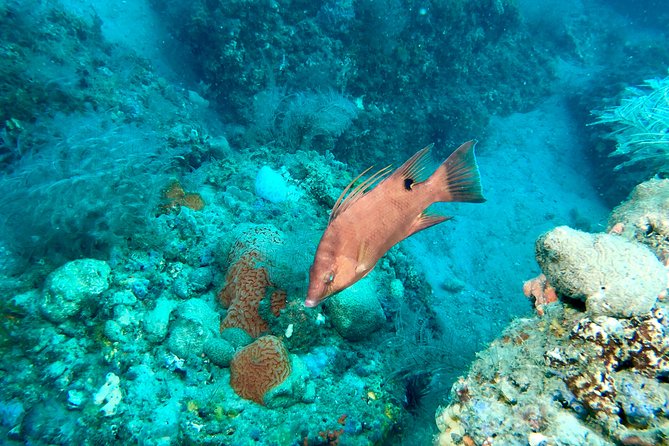 No Experience Required to Discover Scuba in Florida - Reviews and Questions