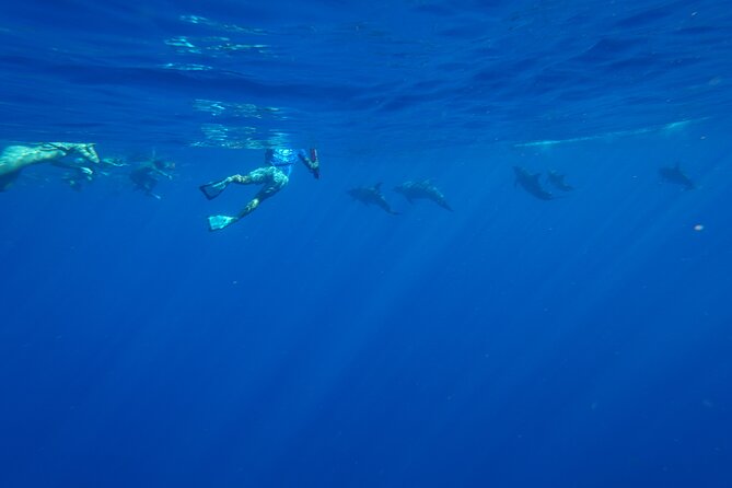 Oahu: 3 Hour Dolphin Swim and Snorkeling Speedboat Tour - Common Questions