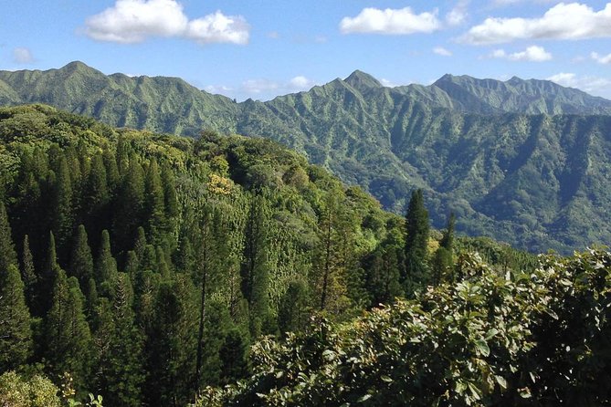 Oahu Volcanic Rainforest Hiking Adventure - Common Questions