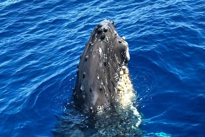 Oahu Whale-Watching Excursion - Customer Reviews and Experiences