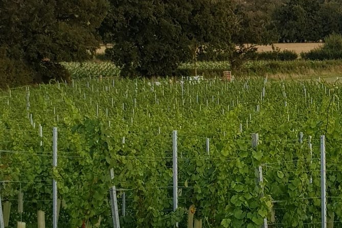 Oastbrook English Wine Tour  - South East England - Cancellation Policy and Traveler Requirements