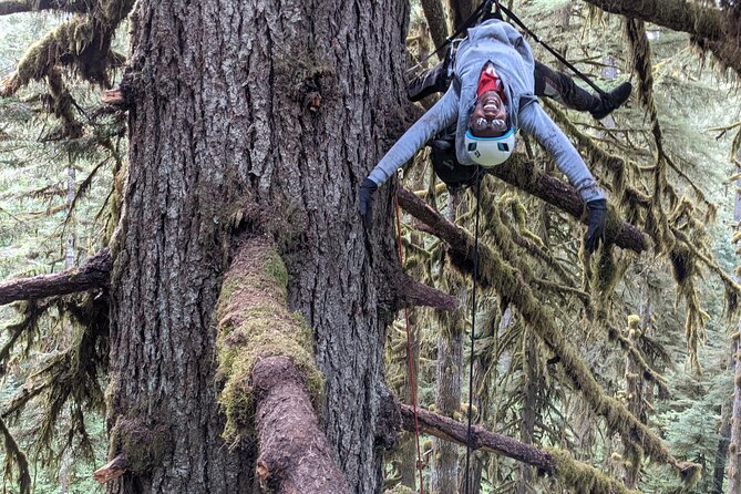 Old-Growth Tree Climbing at Silver Falls State Park - The Sum Up