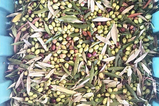 Olive Mill, Winery - Raki Distillery, Tour With Tastings and Meze - Reviews and Ratings From Previous Travelers