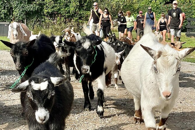 Ontario: Goat Meet-and-Greet Family-Friendly Farm Experience - Traveler Reviews and Ratings
