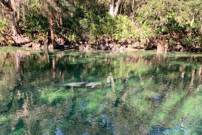 Orlando Manatee and Natural Spring Adventure Tour at Blue Springs - Customer Recommendations and Testimonials