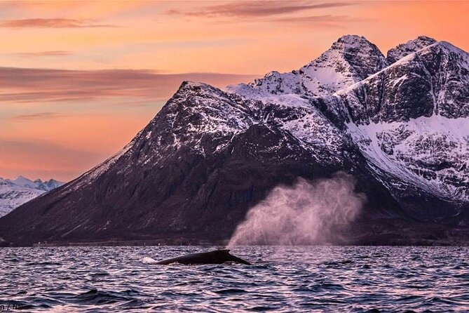Overnight Northern Lights and Whale Safari - Northern Lights Experience