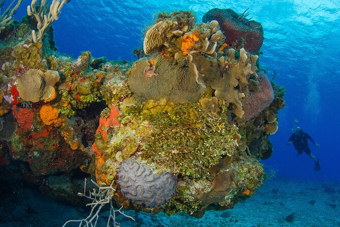 PADI Discover Scuba Diving Program in the Riviera Maya - Scuba Certification Options