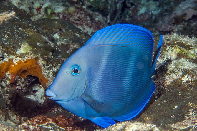 PADI Discover Scuba Diving Tour in Cozumel - Directions