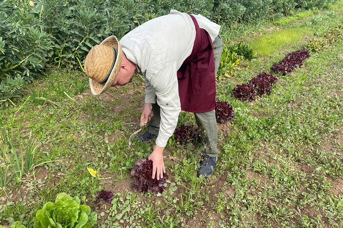 Paella Workshop in Our Farmhouse - Pricing and Availability