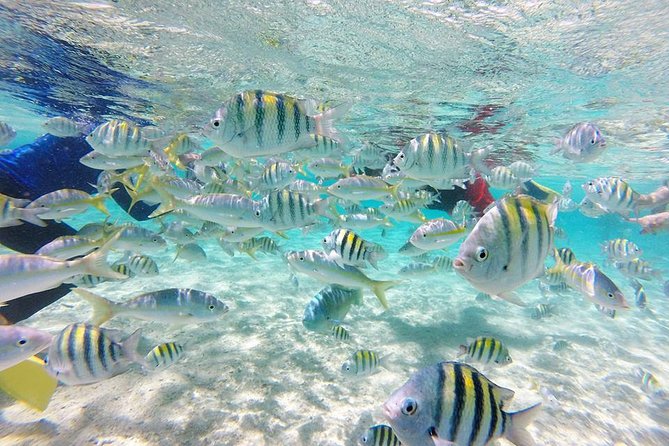 Paradise Island and Monte Cristi National Park Tour  - Puerto Plata - Additional Information