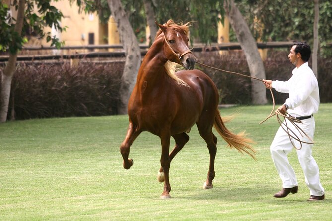 Peruvian Paso Horse & Marinera With Lunch at Trujillo - The Sum Up