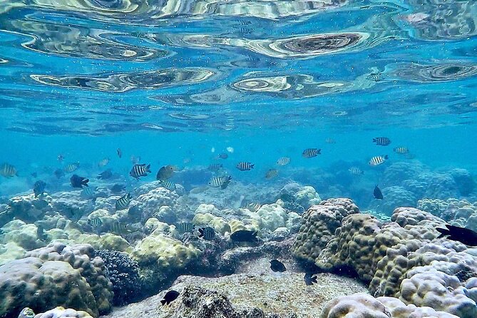 Phu Quoc Snorkeling and Fishing to the South Full Day Tour - Pricing and Booking Information